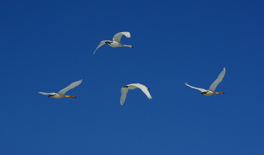 4 swans flying