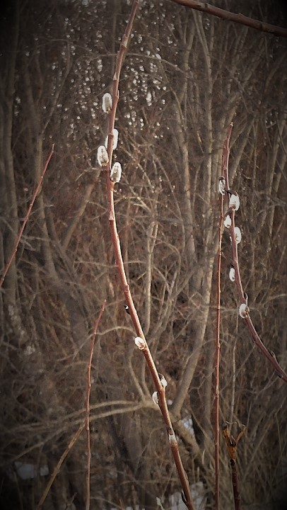 Pussy Willows