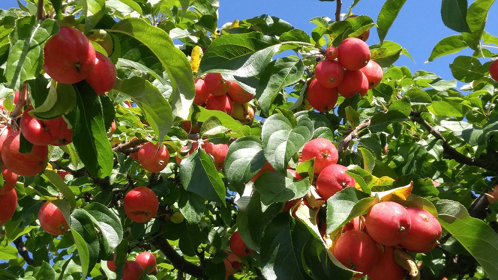 CrabApples