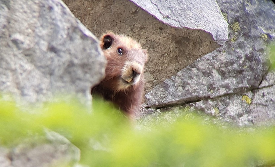 Marmot